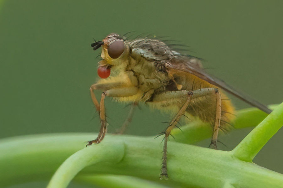 Kleine Fliege