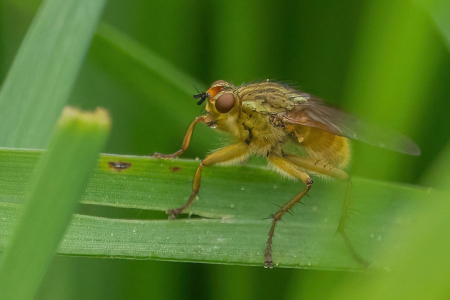 kleine Fliege