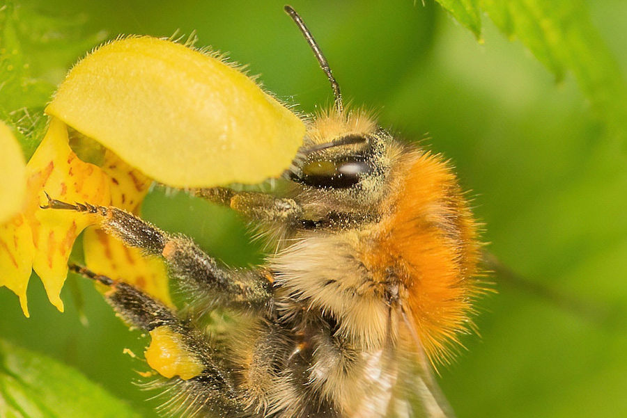 Hummel an einer Goldnessel