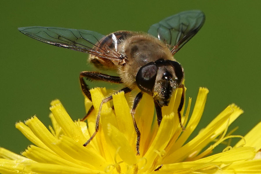 Schwebefliege