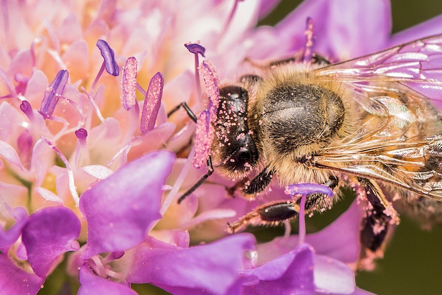 Acker Witwenblume mit Biene