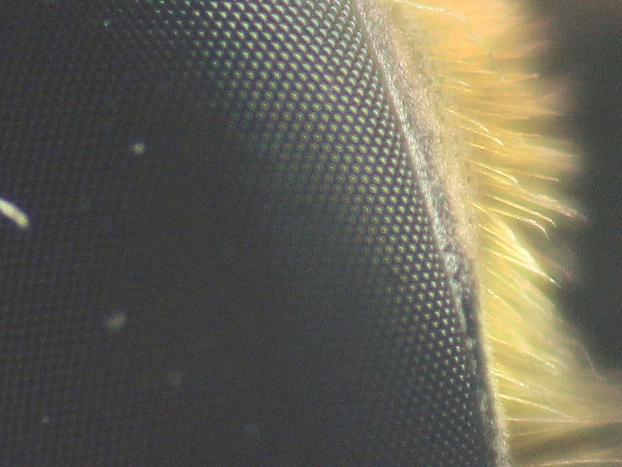Auge einer Schwebfliege