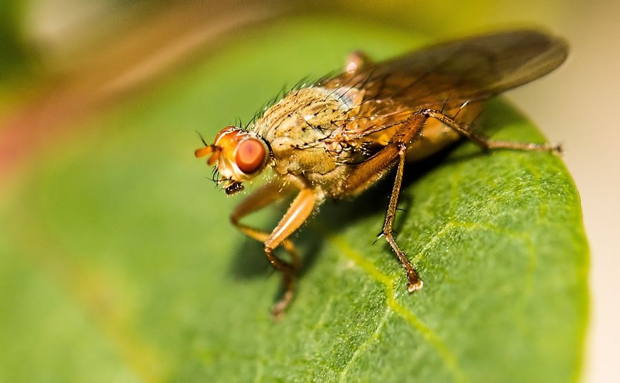 Baumfliege