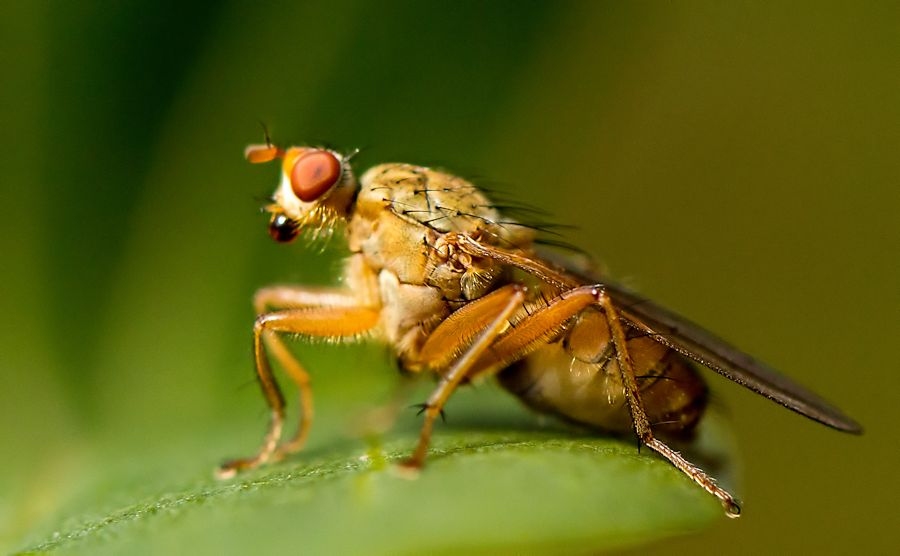 Baumfliege