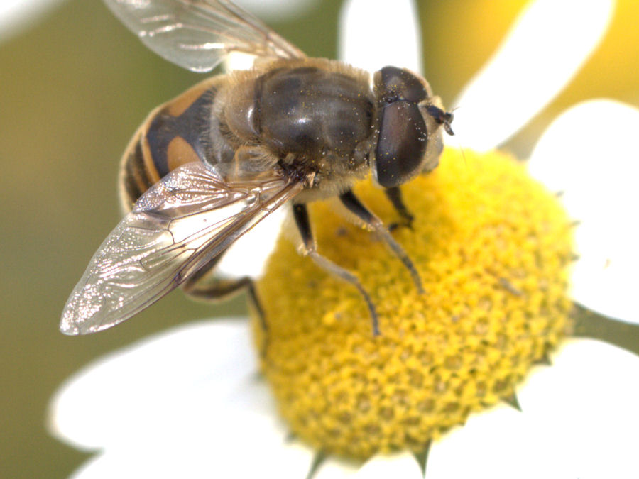 Biene