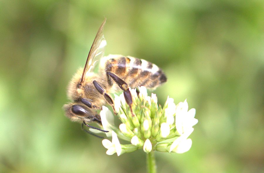 Biene