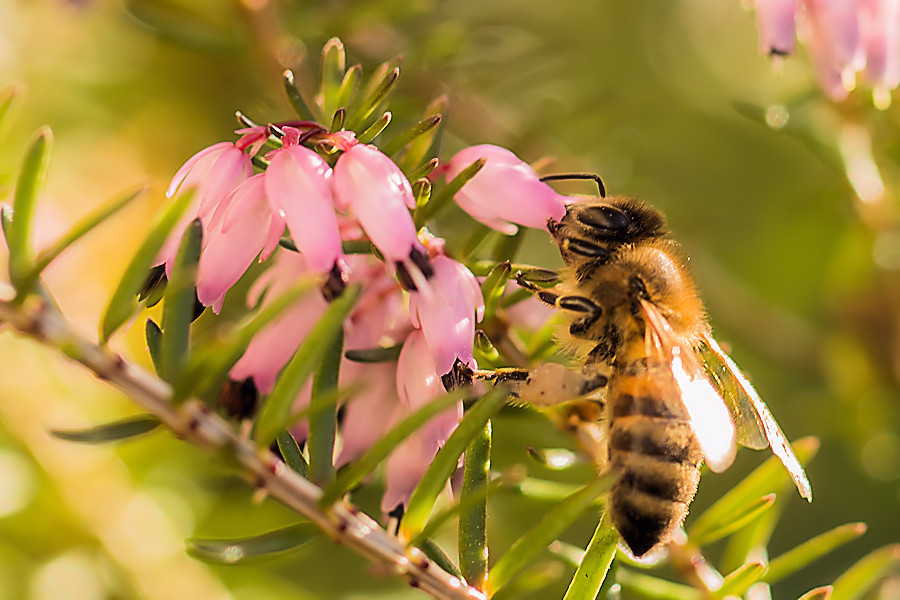 Biene an einer Erikablüte