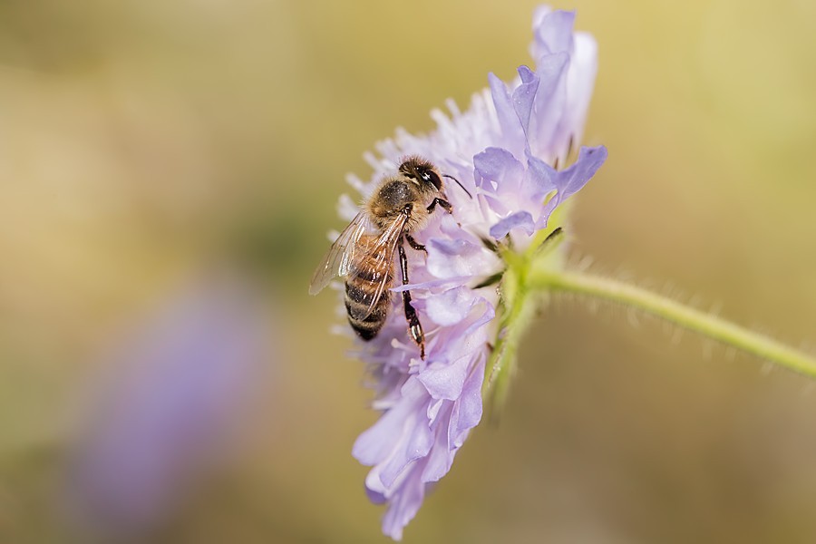 Biene auf Acker Witwenblume