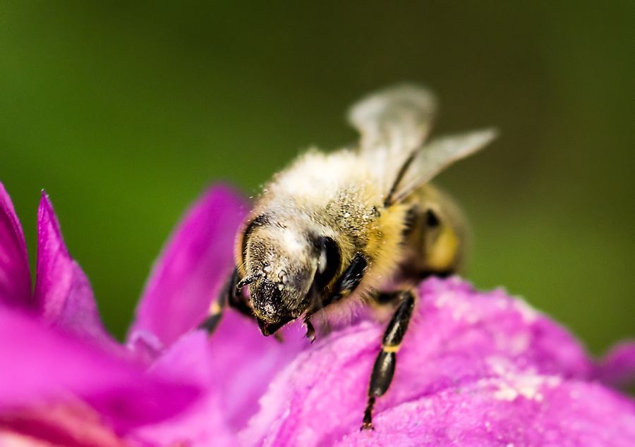 Biene auf Blüte