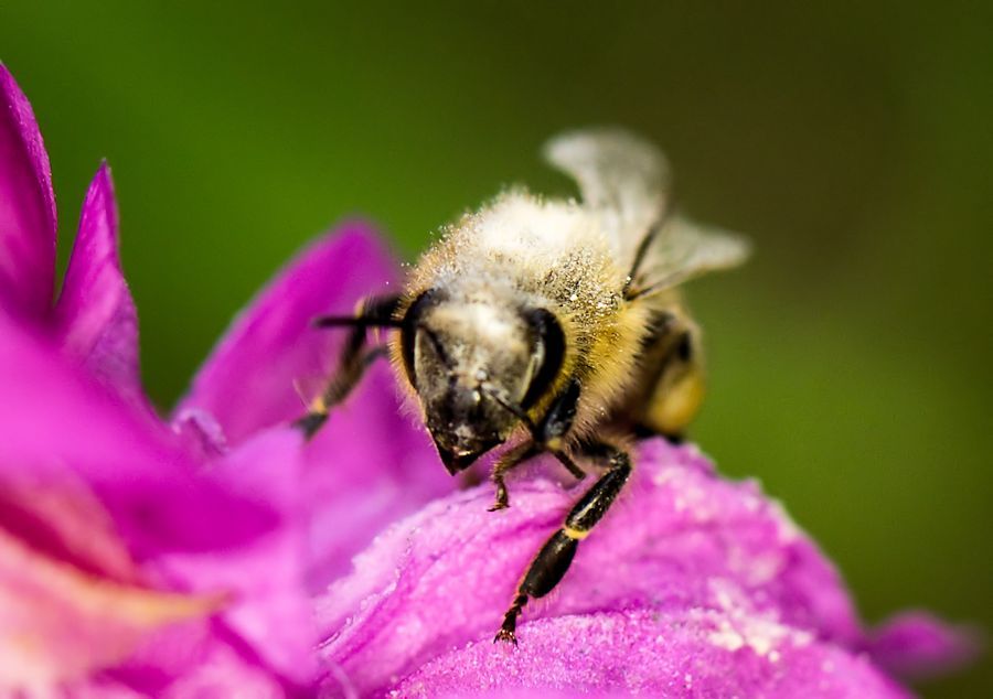 Biene auf Blüte