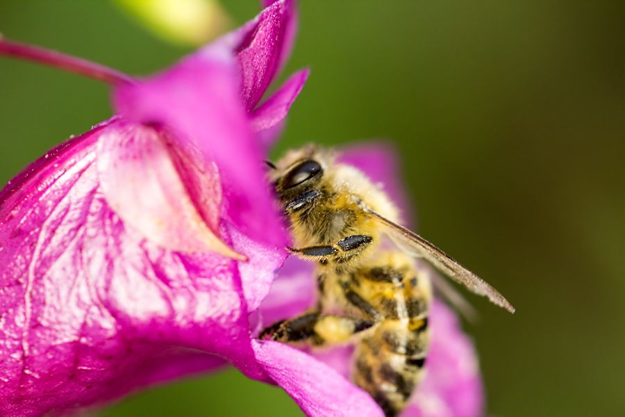 Biene auf Blüte