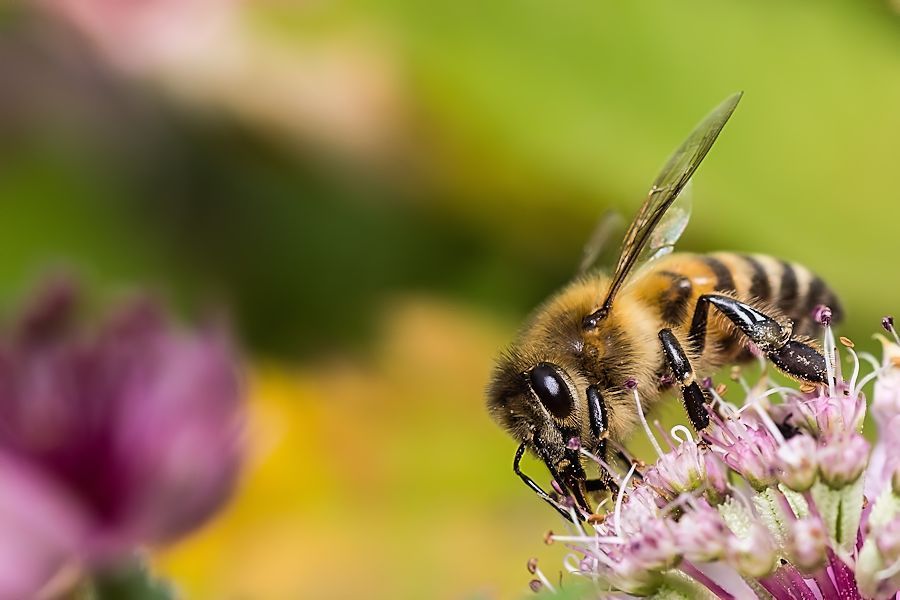 Biene auf Blüte