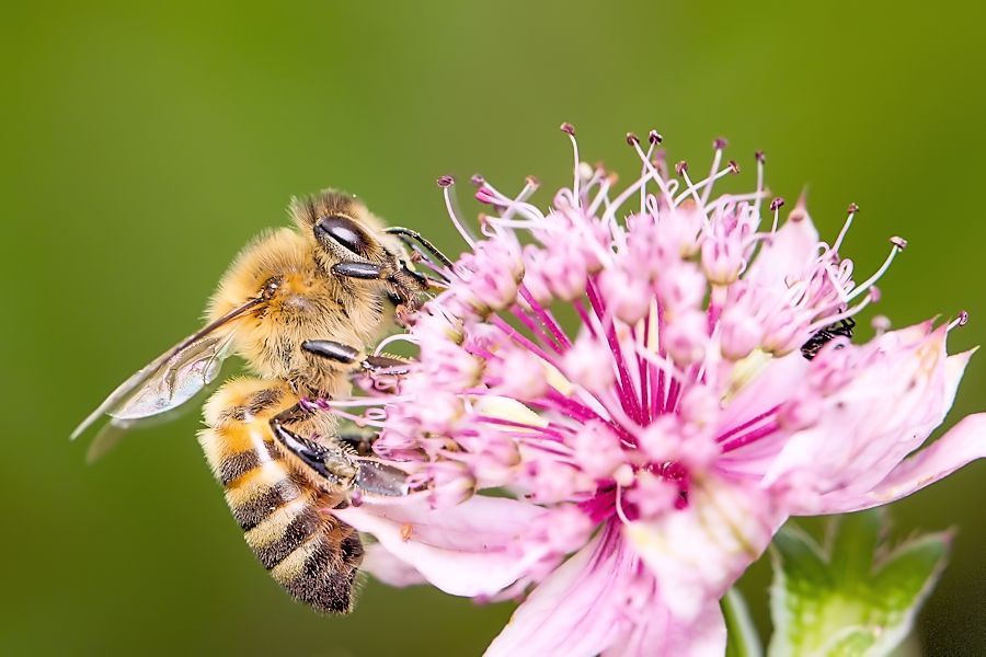Biene auf Blüte