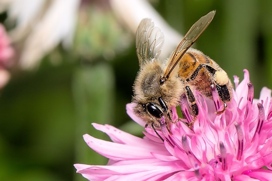 Biene auf Blüte