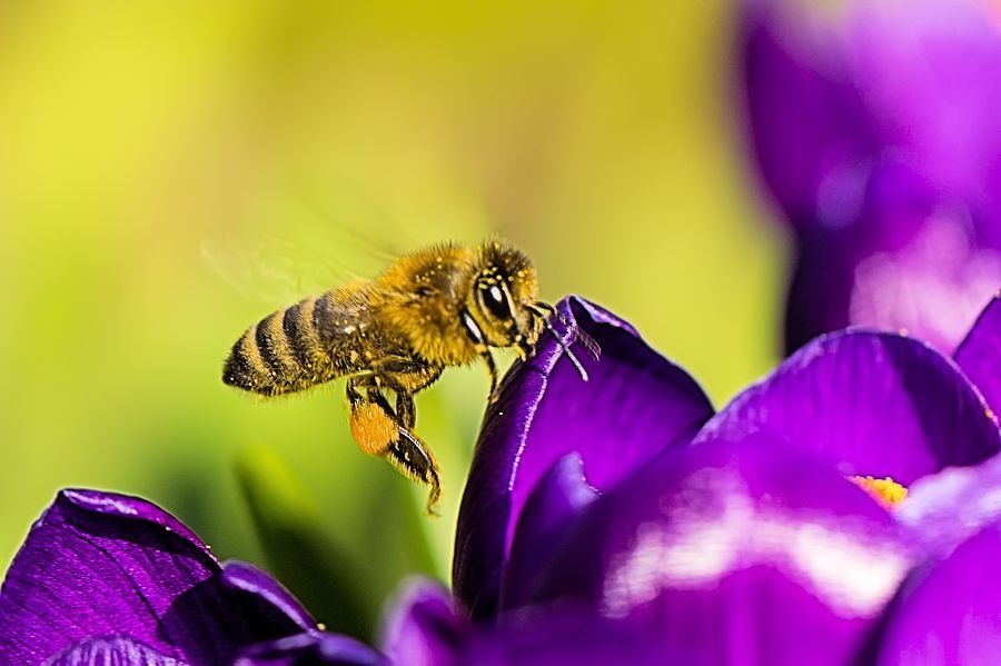 Biene auf Krokus