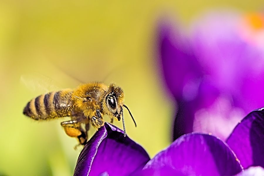Biene auf Krokus