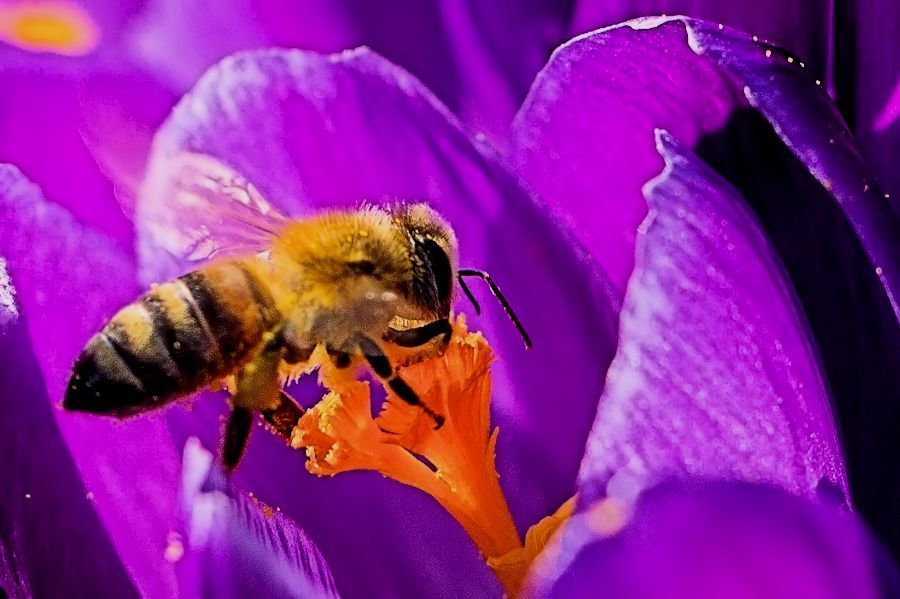 Biene auf Krokus