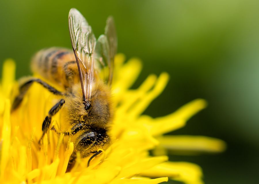 Biene auf Löwenzahnblüte