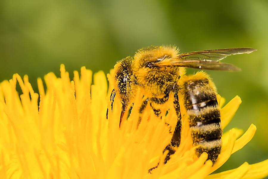 Biene auf Löwenzahnblüte