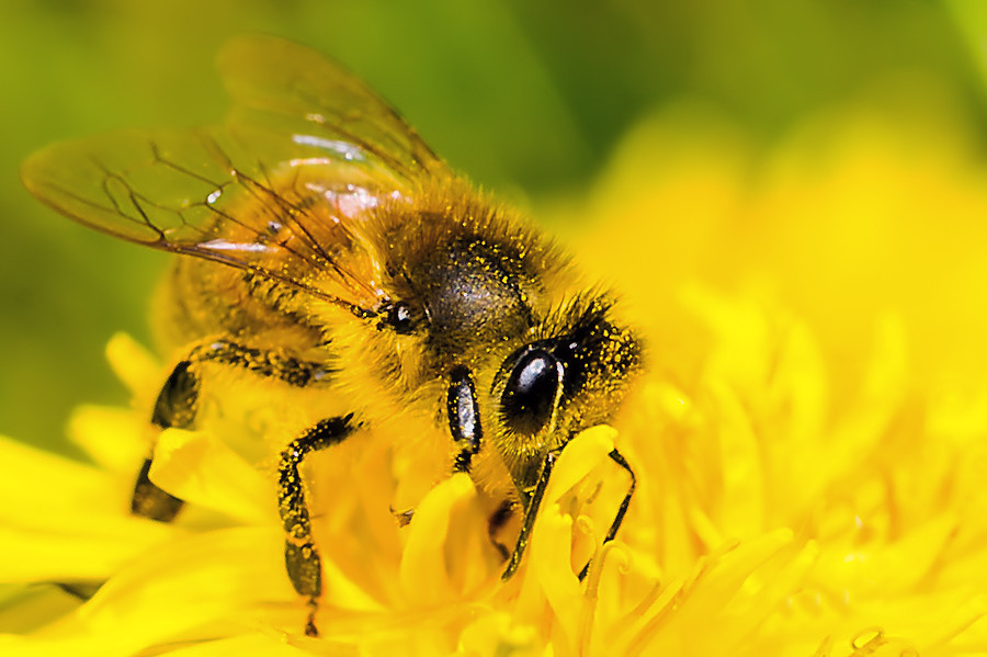 Biene auf Löwenzahnblüte