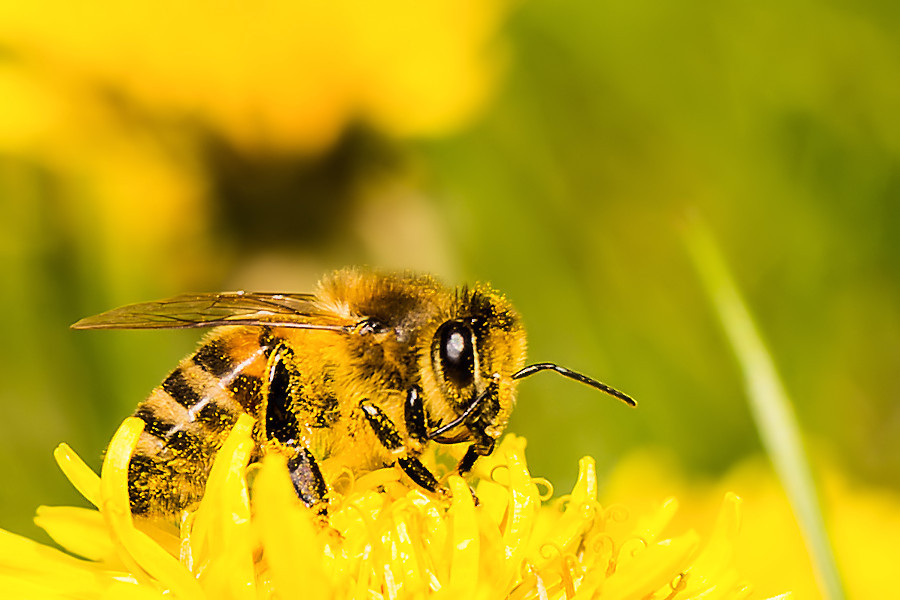 Biene auf Löwenzahnblüte