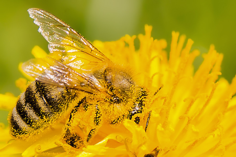 Biene auf Löwenzahnblüte