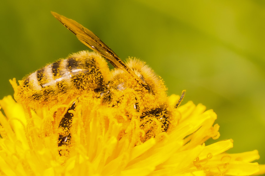 Biene auf Löwenzahnblüte
