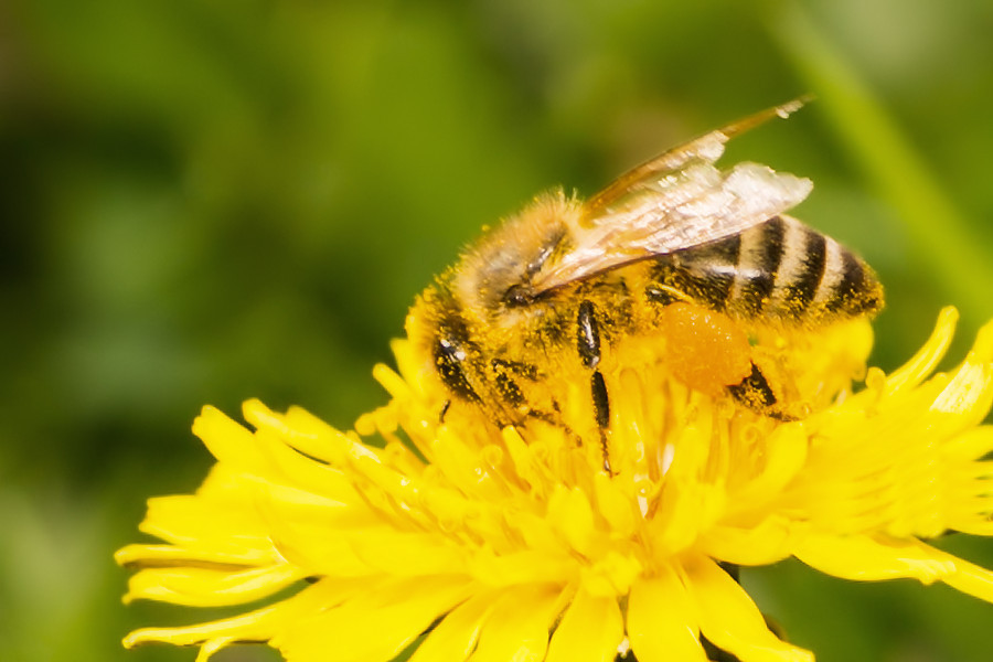 Biene auf Löwenzahnblüte