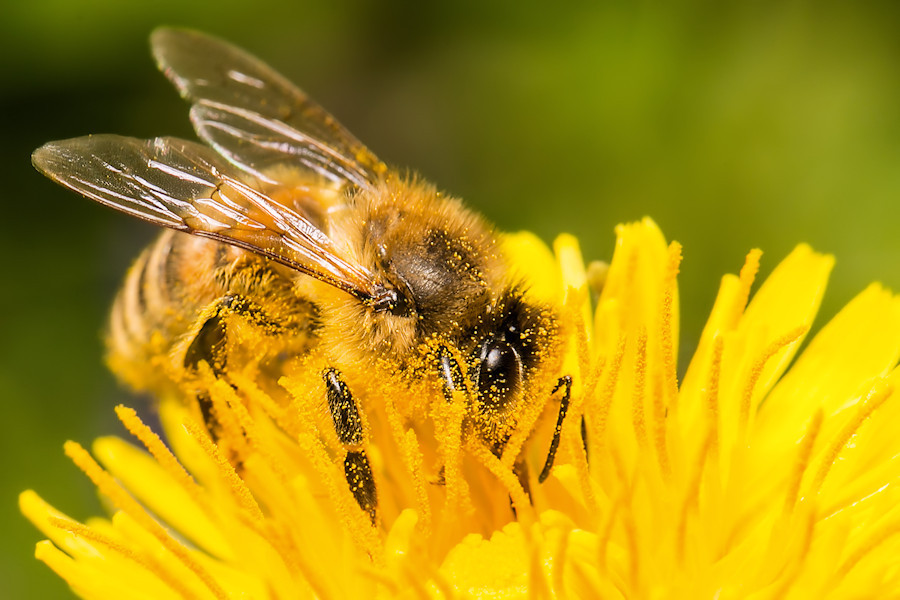 Biene auf Löwenzahnblüte