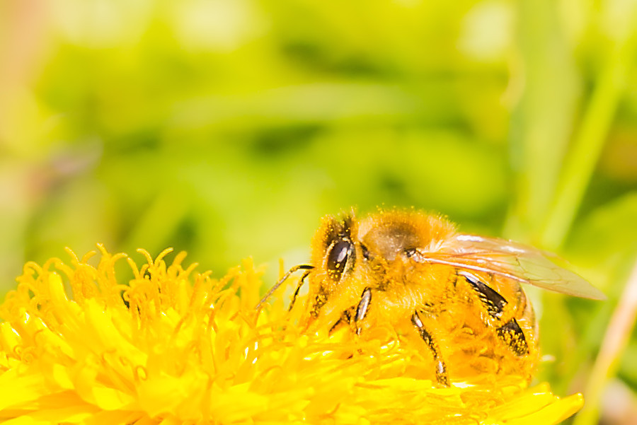 Biene auf Löwenzahnblüte