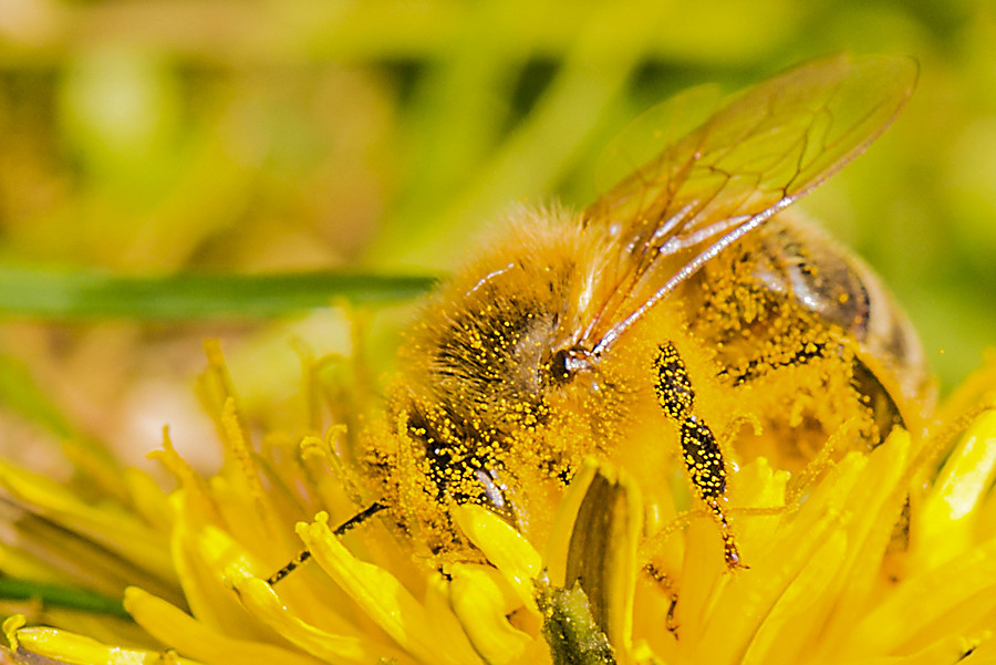 Biene auf Löwenzahnblüte