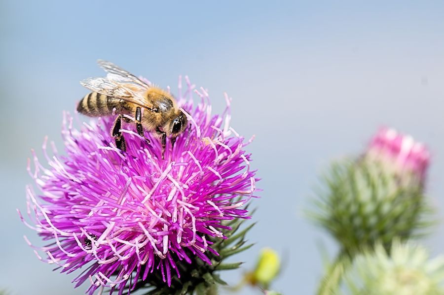 Biene auf einer Distelblüte