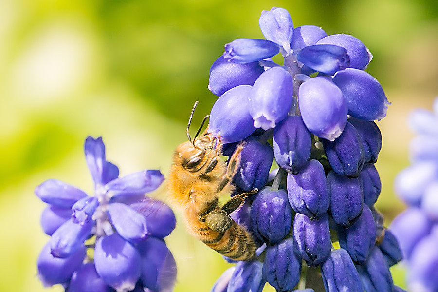 Biene auf einer Hyazinthe