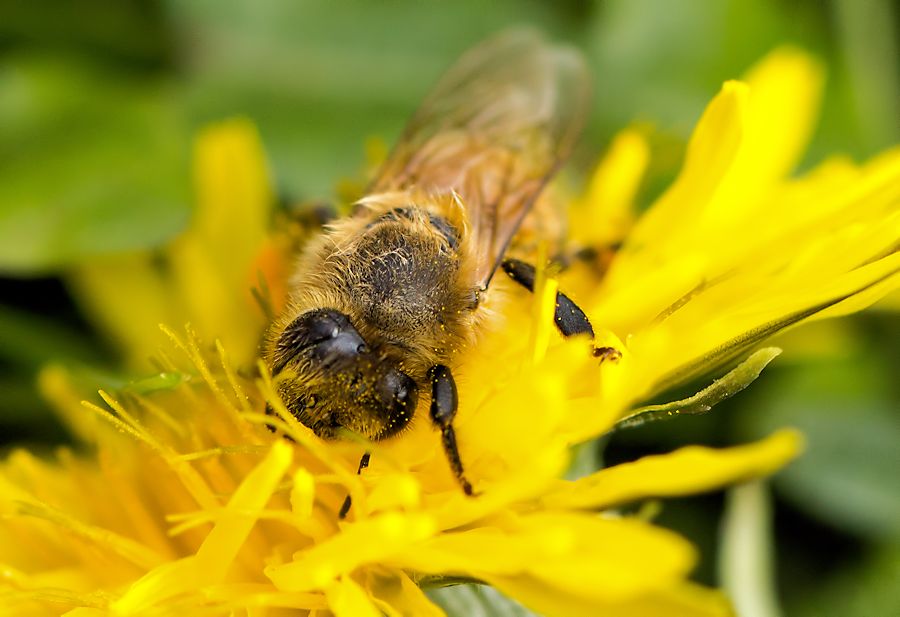 Biene auf einer Löwenzahnblüte