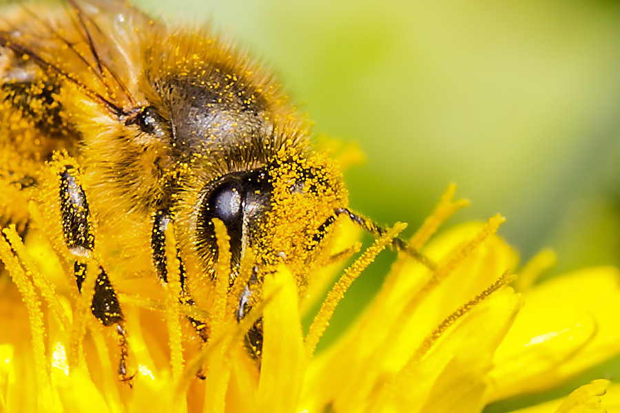 Biene auf einer Löwenzahnblüte