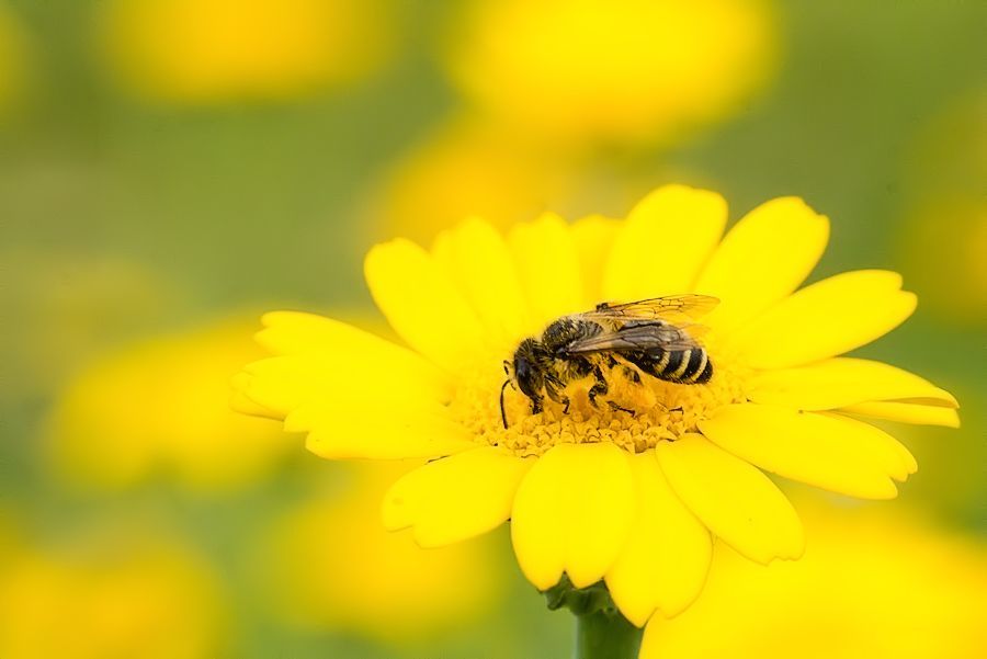 Biene auf gelber Blüte
