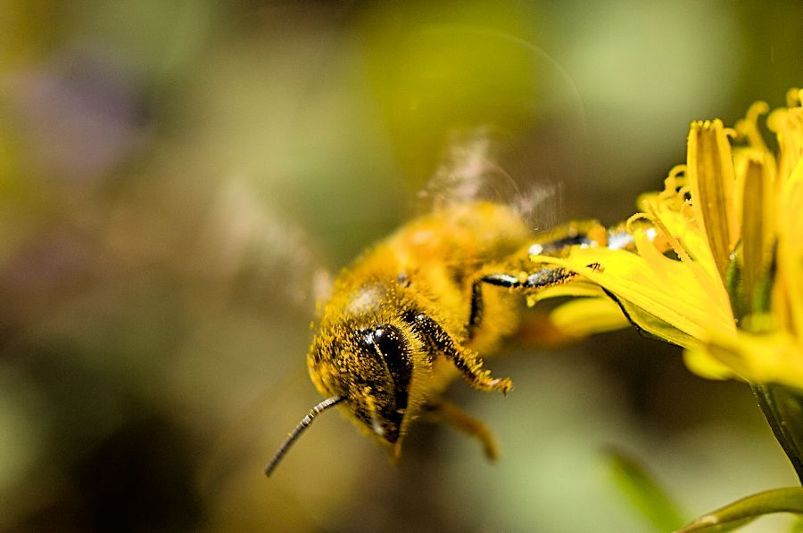 Biene beim Abflug