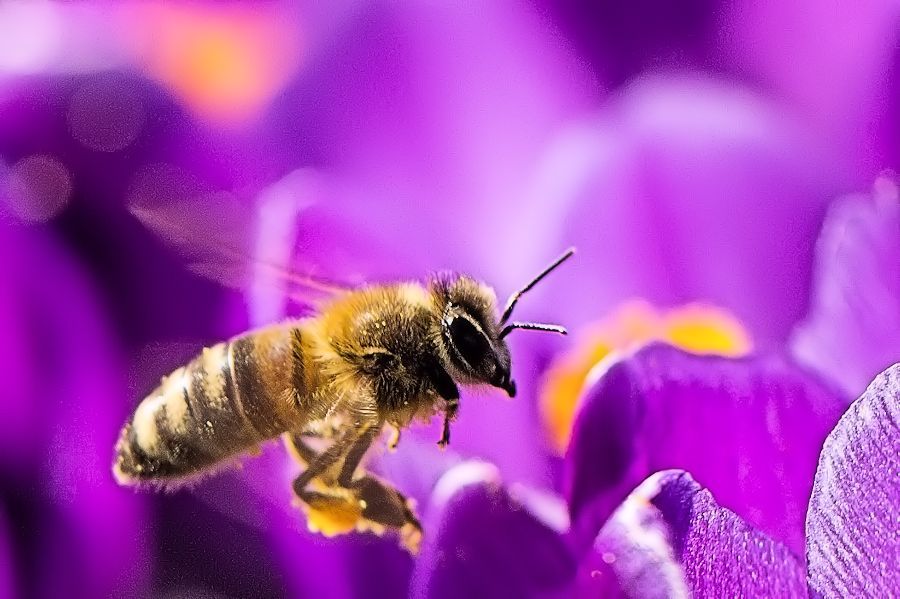 Biene im Anflug