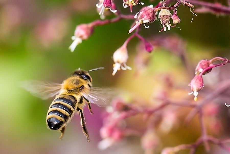Biene im Anflug