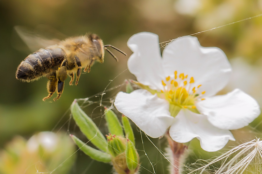 Biene im Flug