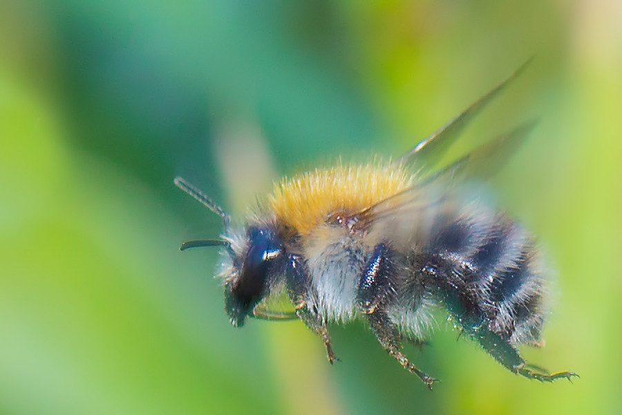 Biene im Flug