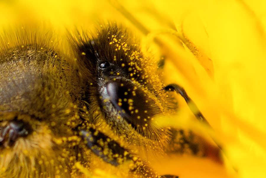 Bienenkopf