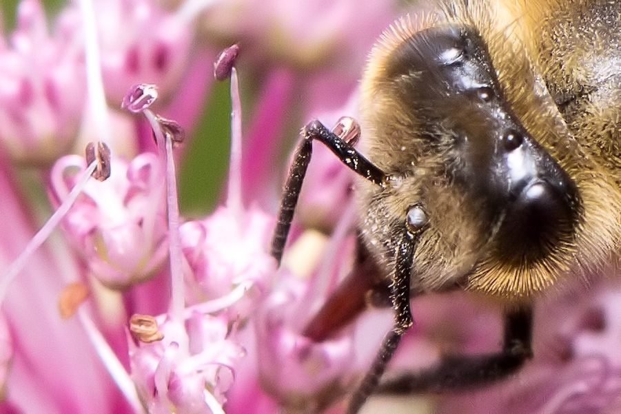 Bienenkopf