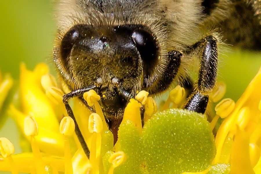 Bienenkopf