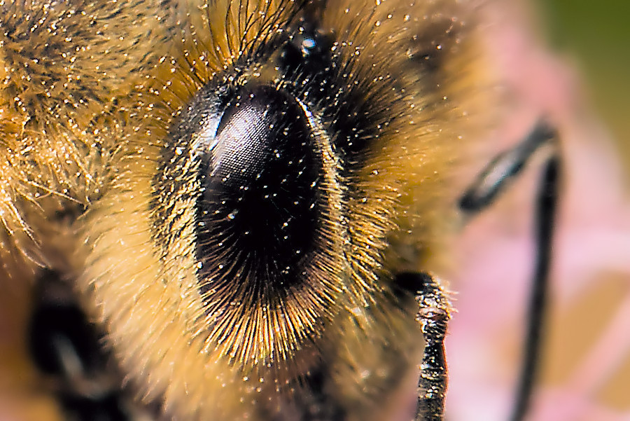 Bienenkopf