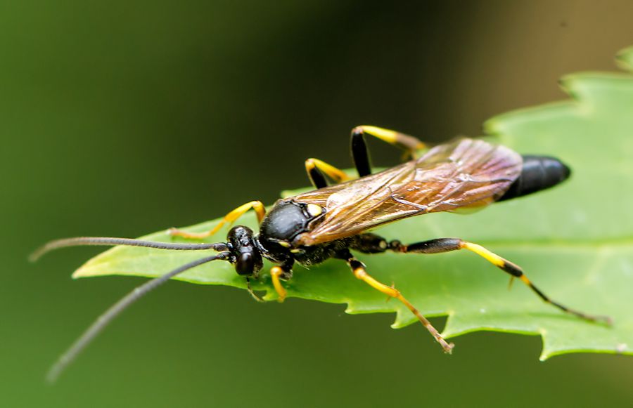 Blattwespe