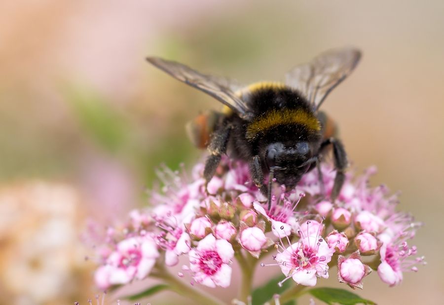 Blüte mit Hummel