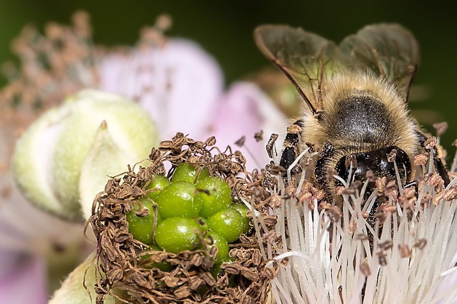 Blüten mit Biene