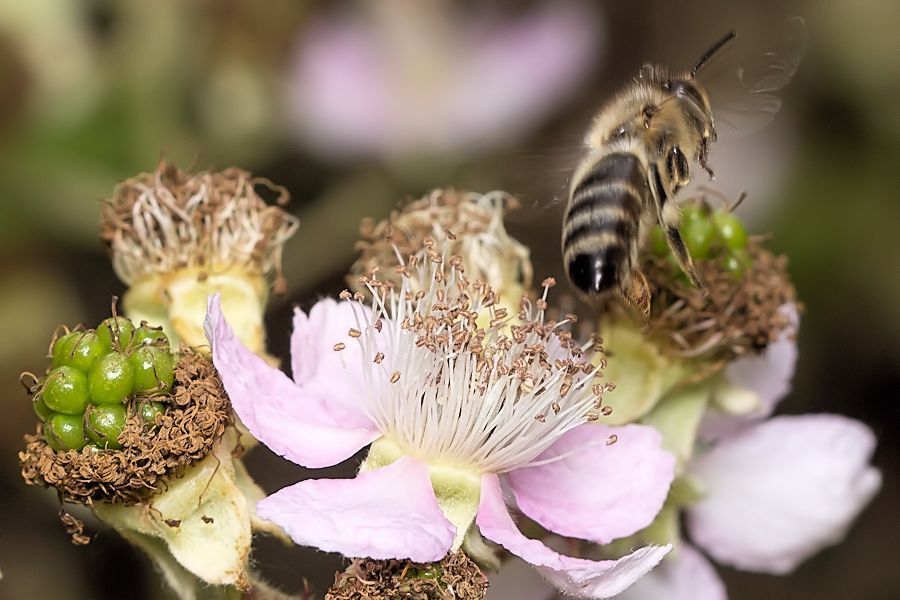 Blüten mit Biene beim Abflug