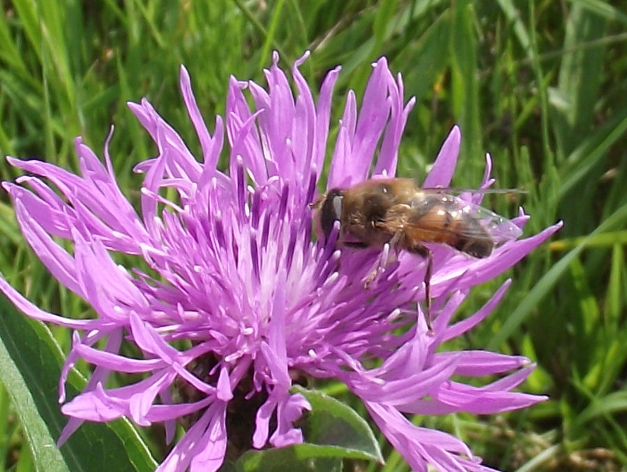 Blume mit Biene